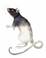 Inky Rat - Small Art print A5 size (148 x 210mm, 5.8 x 8.3 inches)
